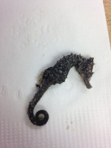 Seahorse we found! | Healthy, Fit & Barefoot!